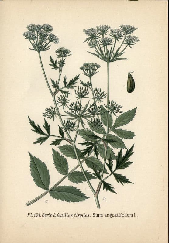 Berula 29