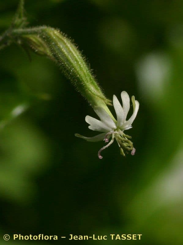 Silene 6