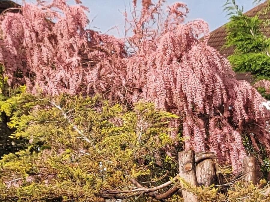 Tamarix parviflora 6