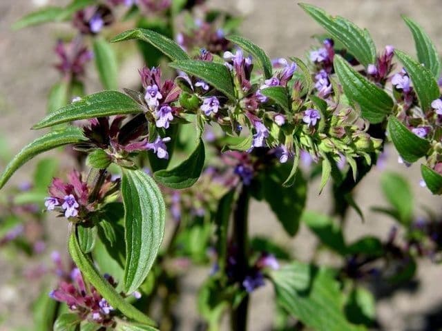 Dracocephalum thymiflorum 8