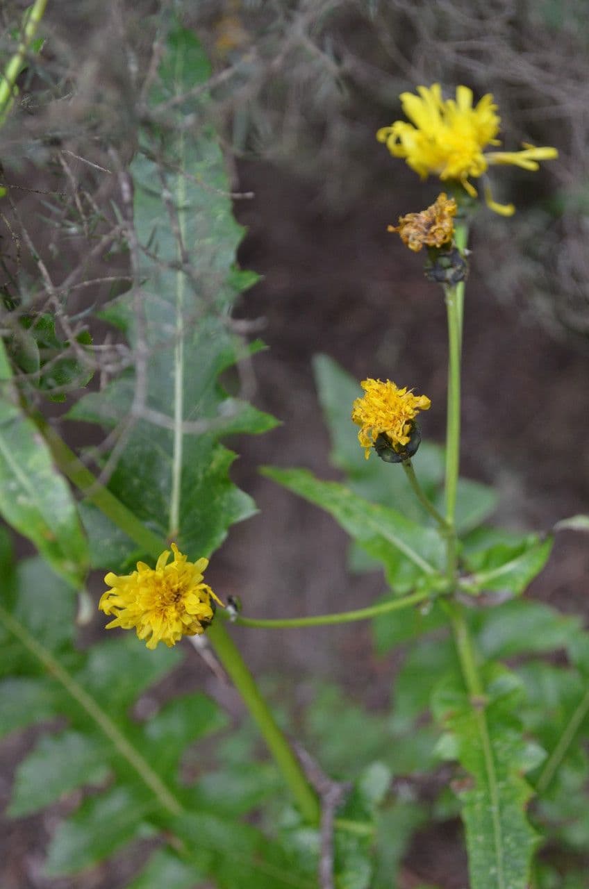 Sonchus gandogeri