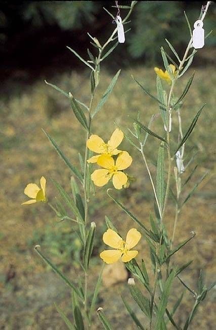 Pupalka chlupatá 6