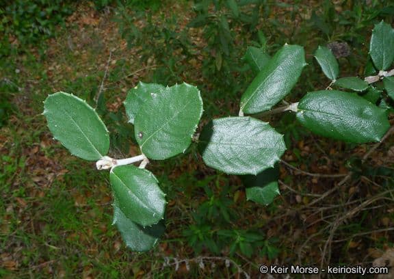 Ceanothus 10