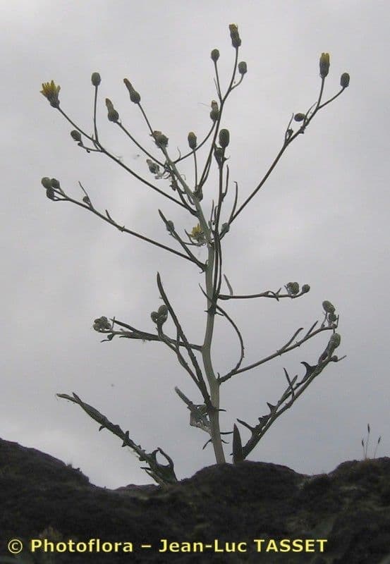 Dach-Pippau 18