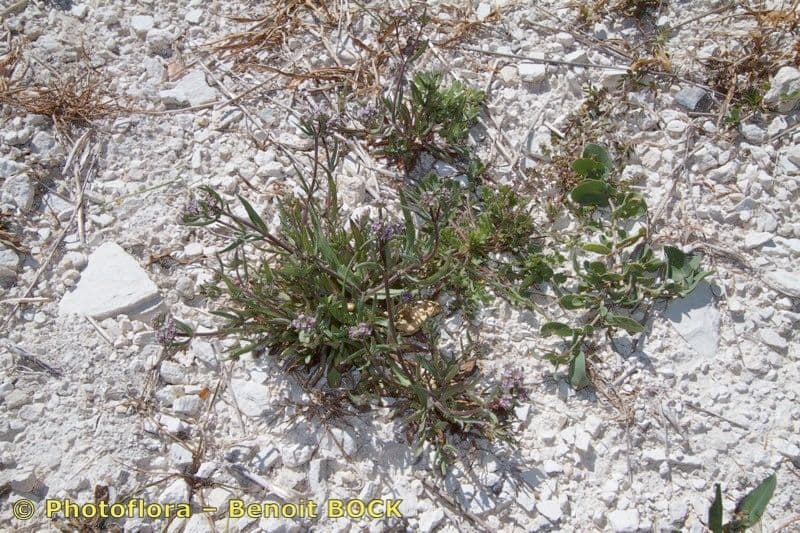 Valerianella coronata 11