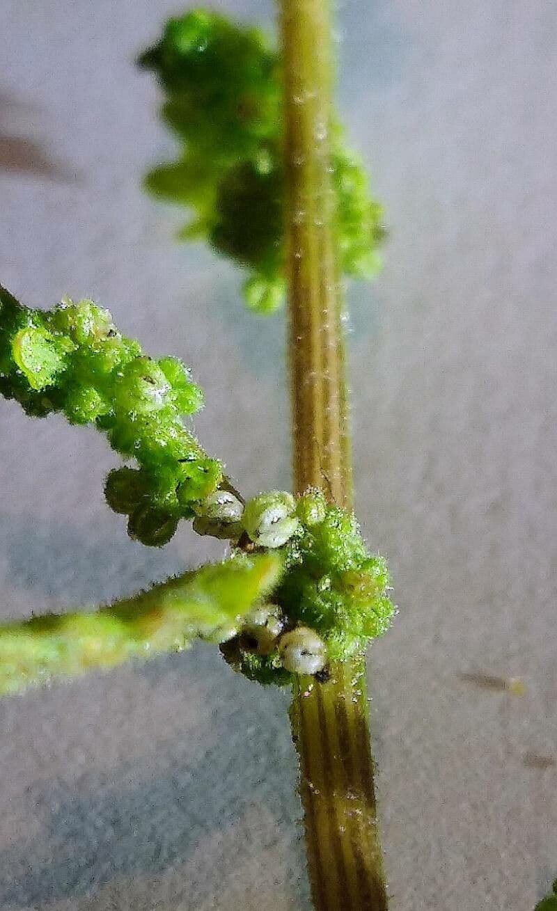 Chenopodio nano 2