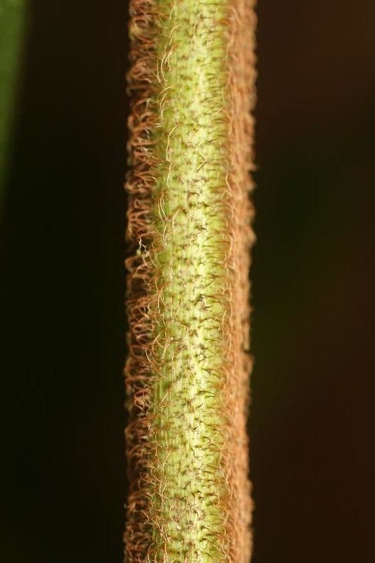 Miconia 14