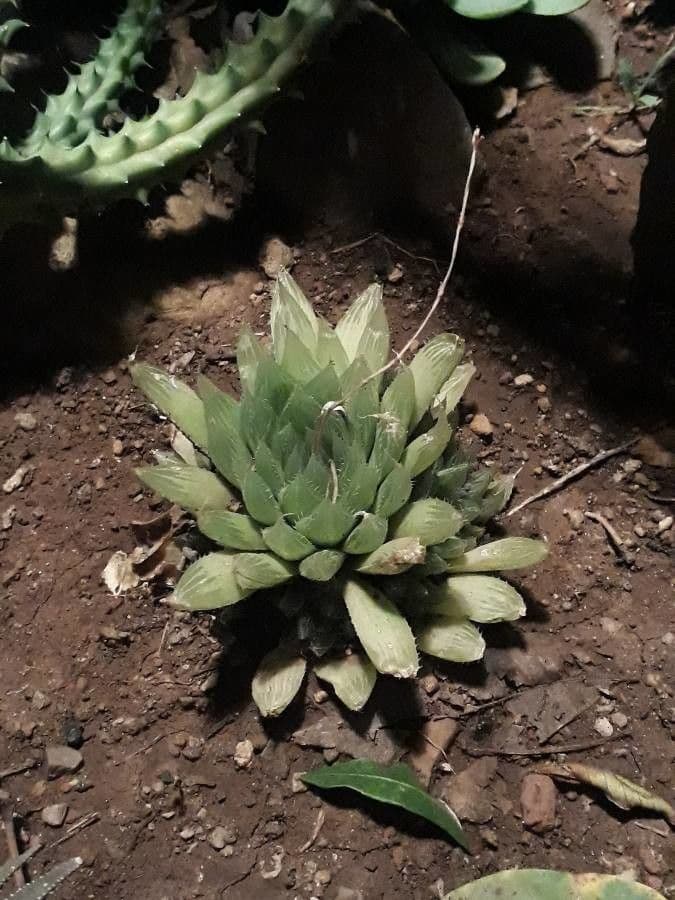 Haworthie 11
