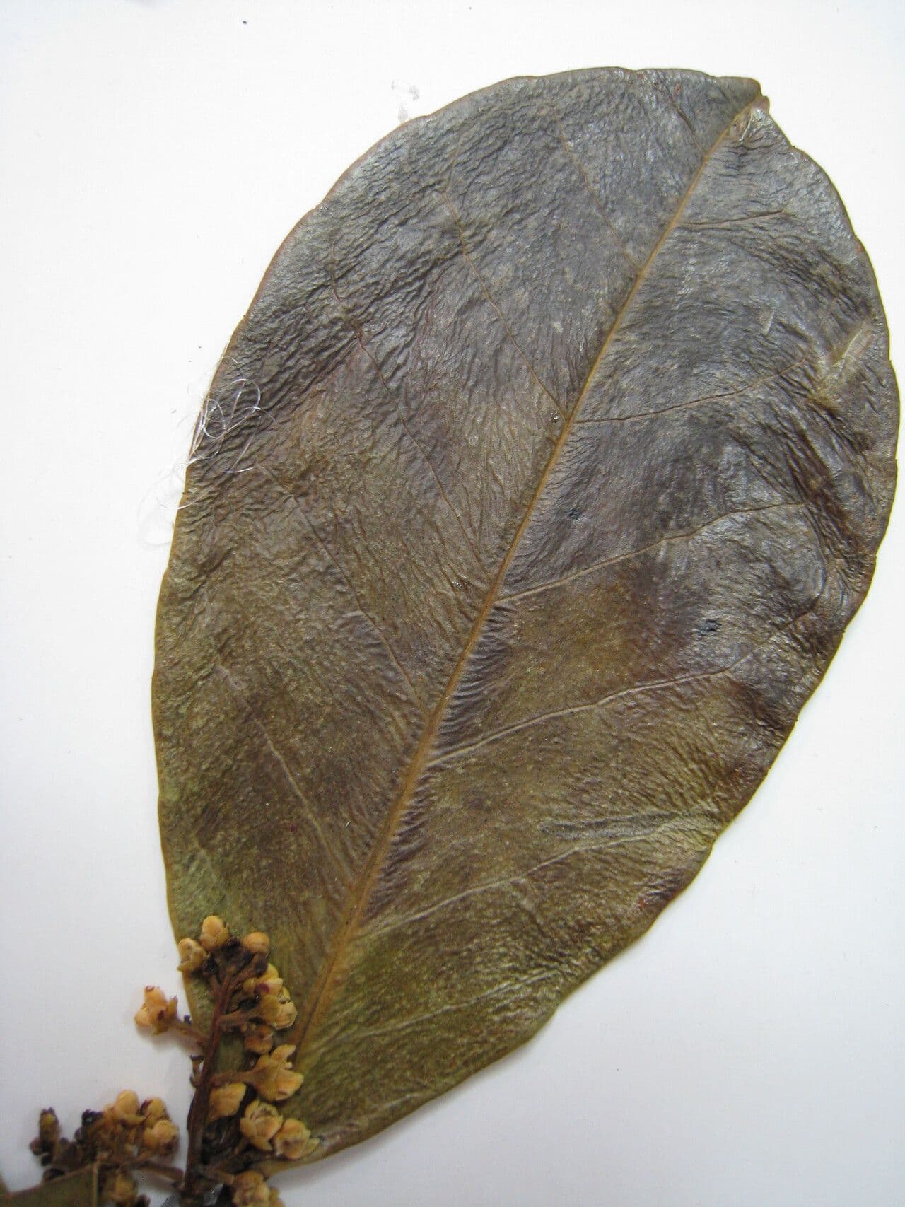Cesmína 4