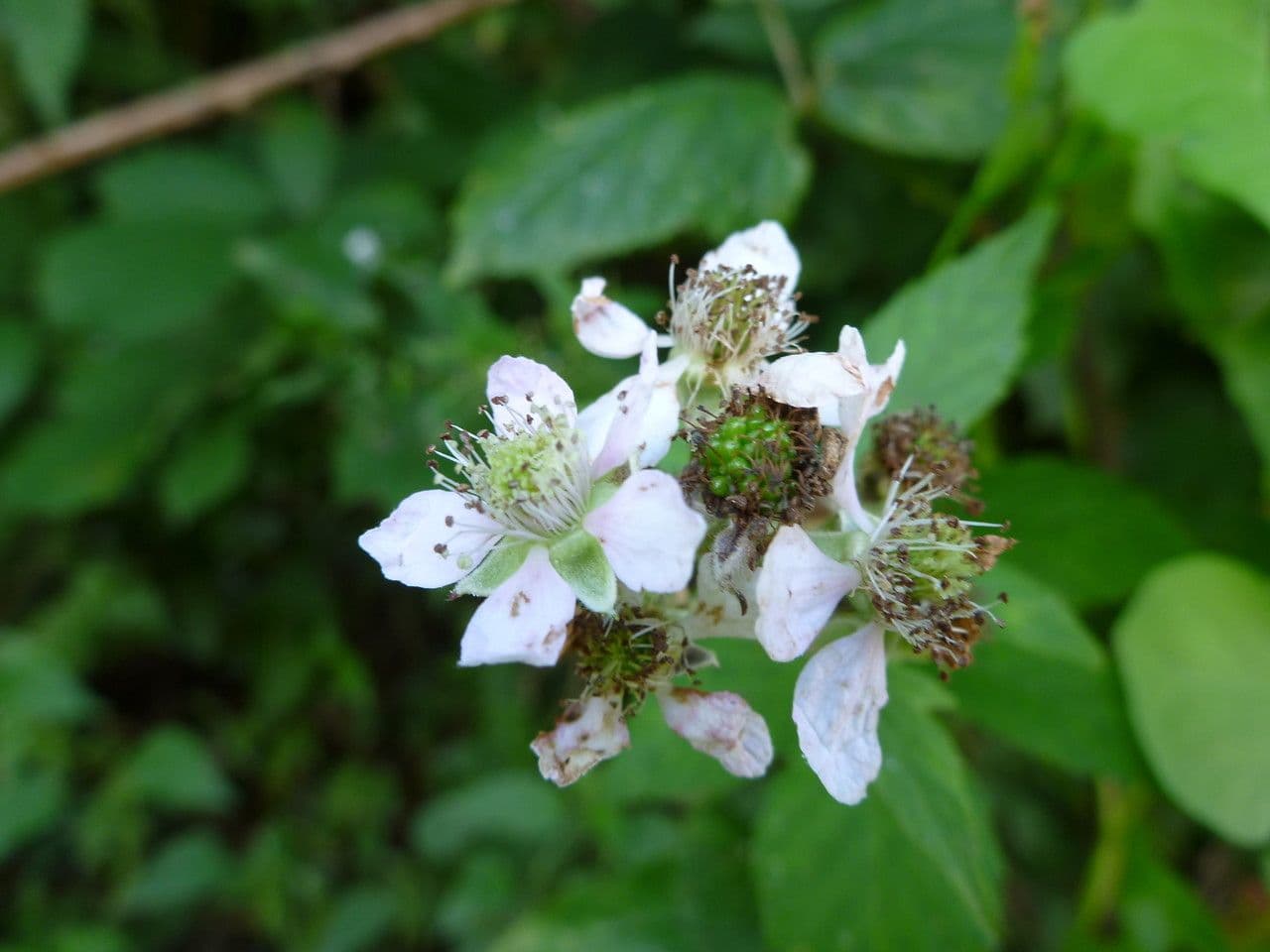Brombeere 6