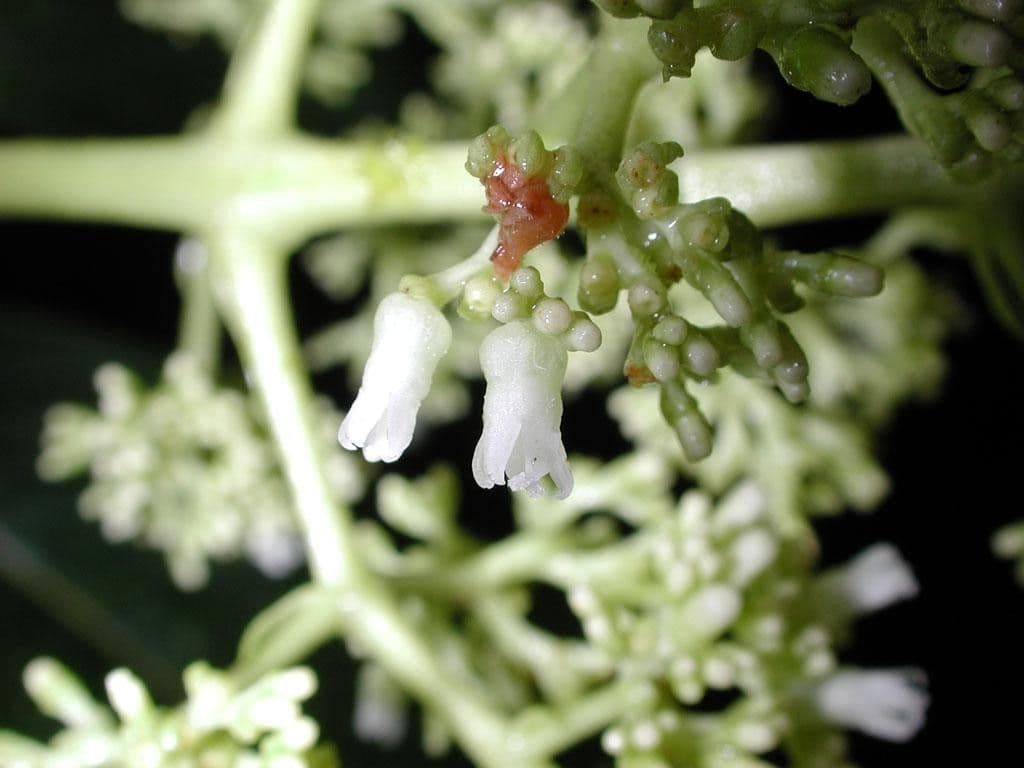 Palicourea 6