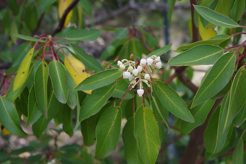 Arbutus xalapensis 8