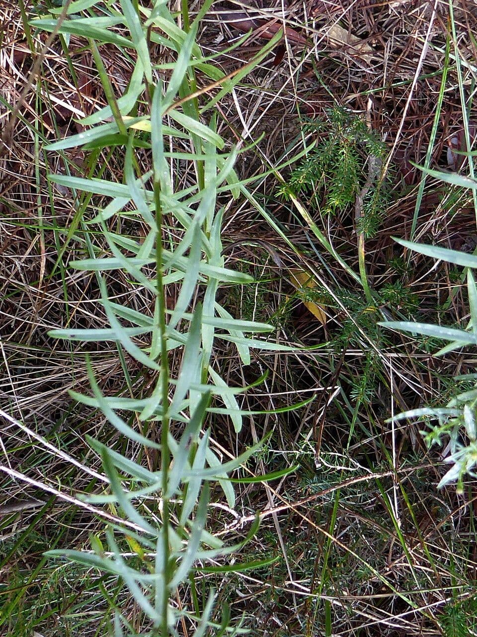 Galatella sedifolia 21