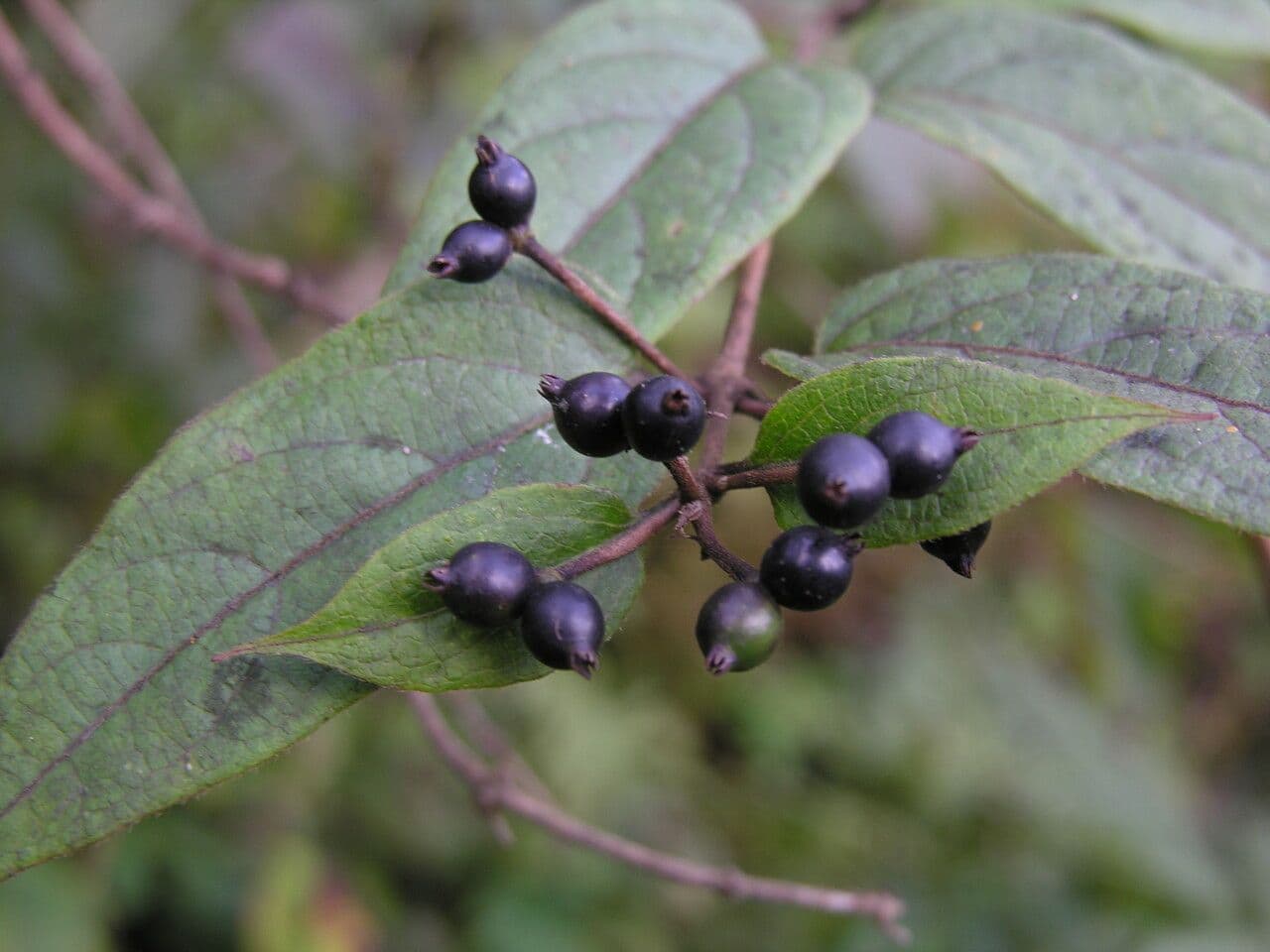 Caprifoglio acuminato 11