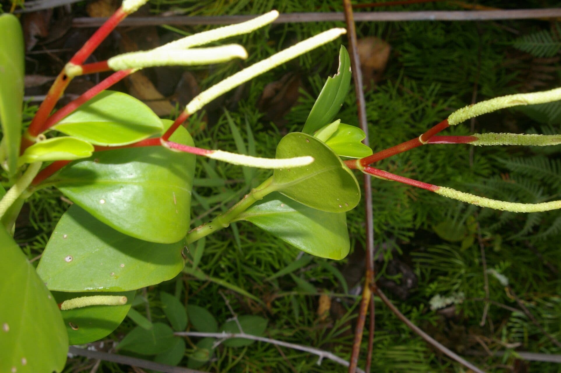 Pseudoalpine Zwergpfeffer 6