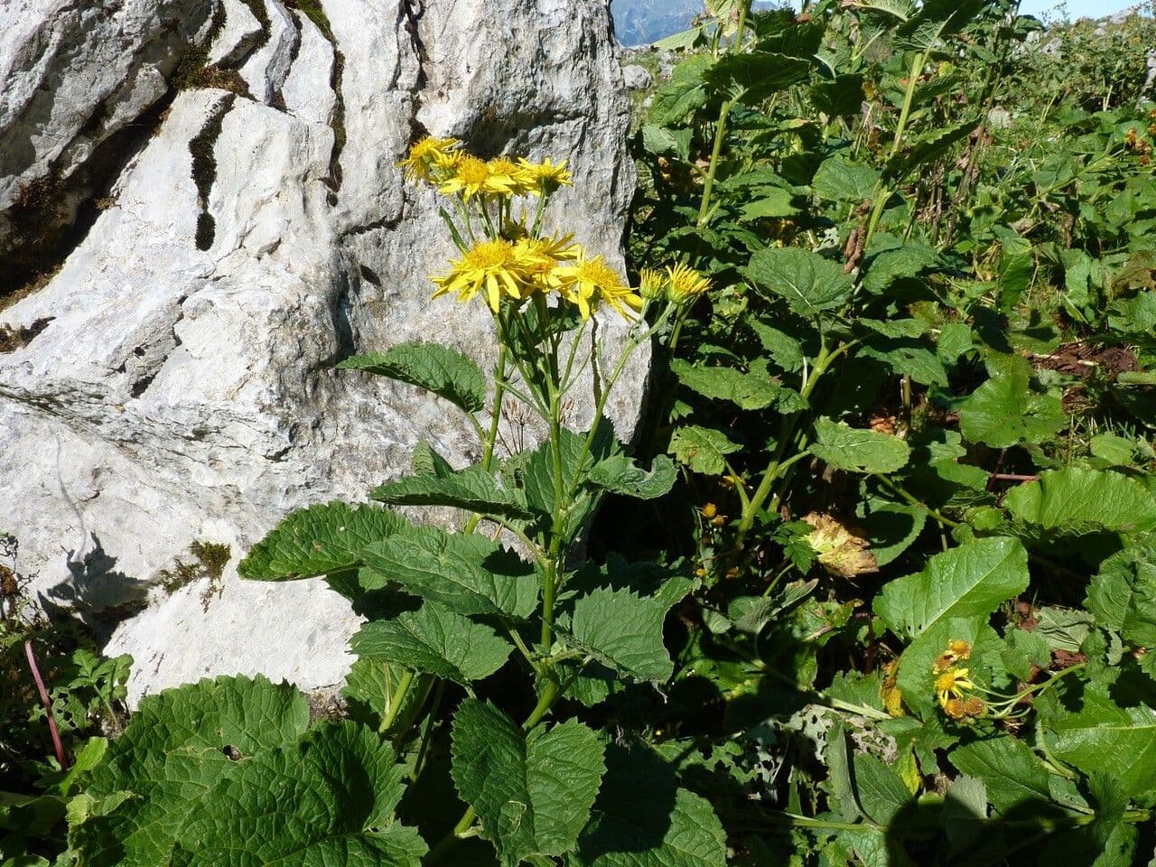 Alpen-Greiskraut 24