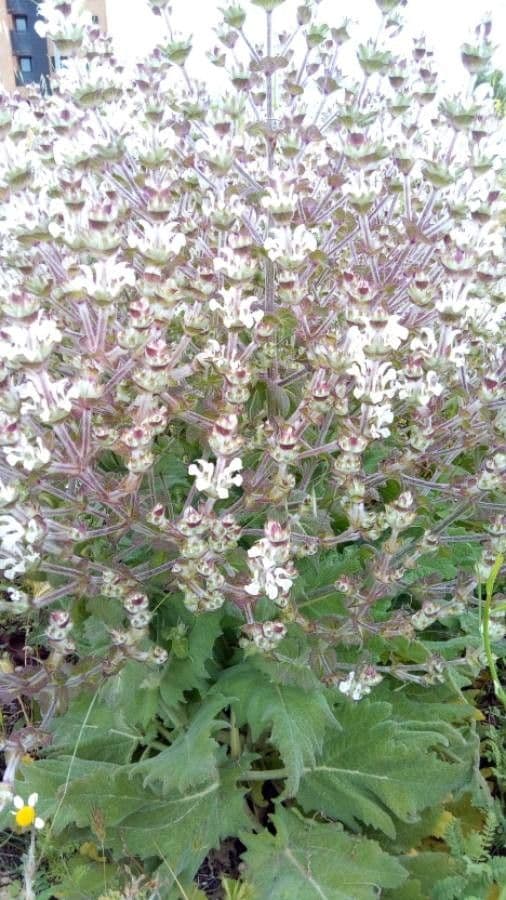 Salvia etiope 24