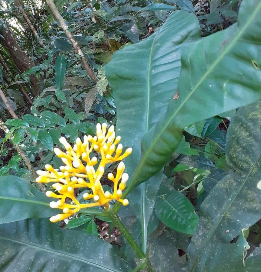 Potalia 8