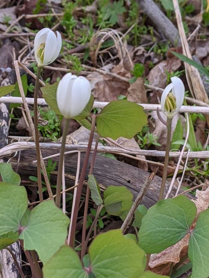 Jeffersonia diphylla 10