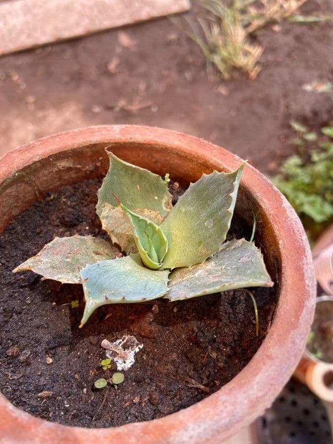 Havard-Agave 11