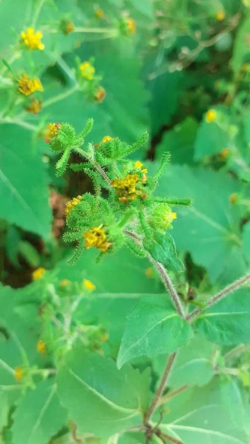 Sigesbeckia orientalis 6