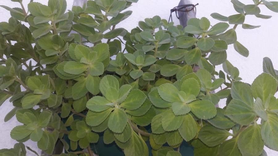 Coleus barbato 8