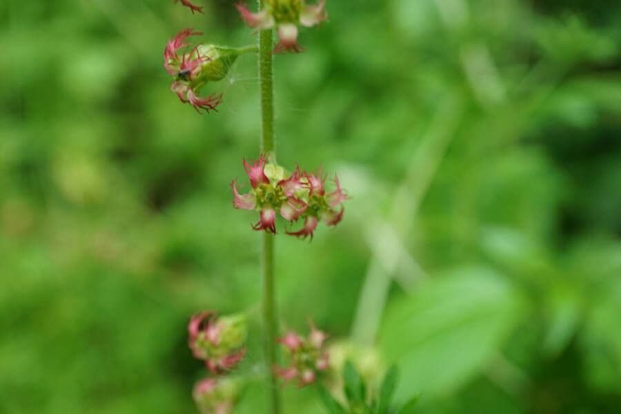 Tellima grandiflora 8