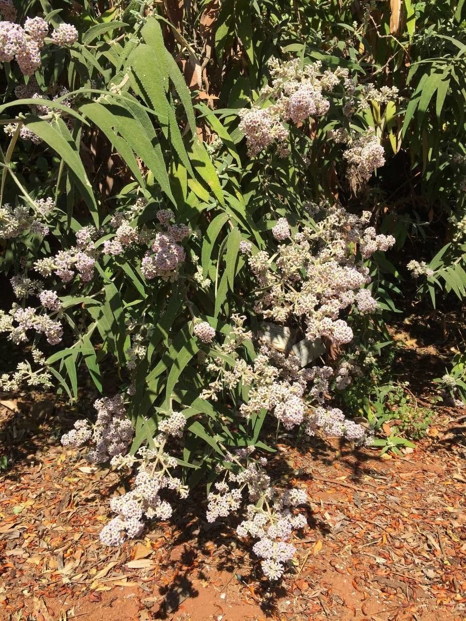 Salbei-Buddleie 9
