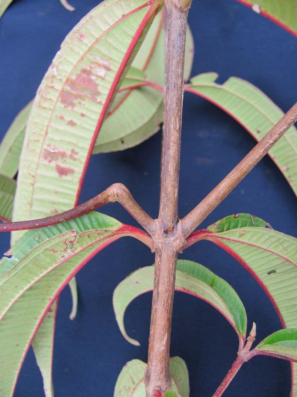 Miconia 10