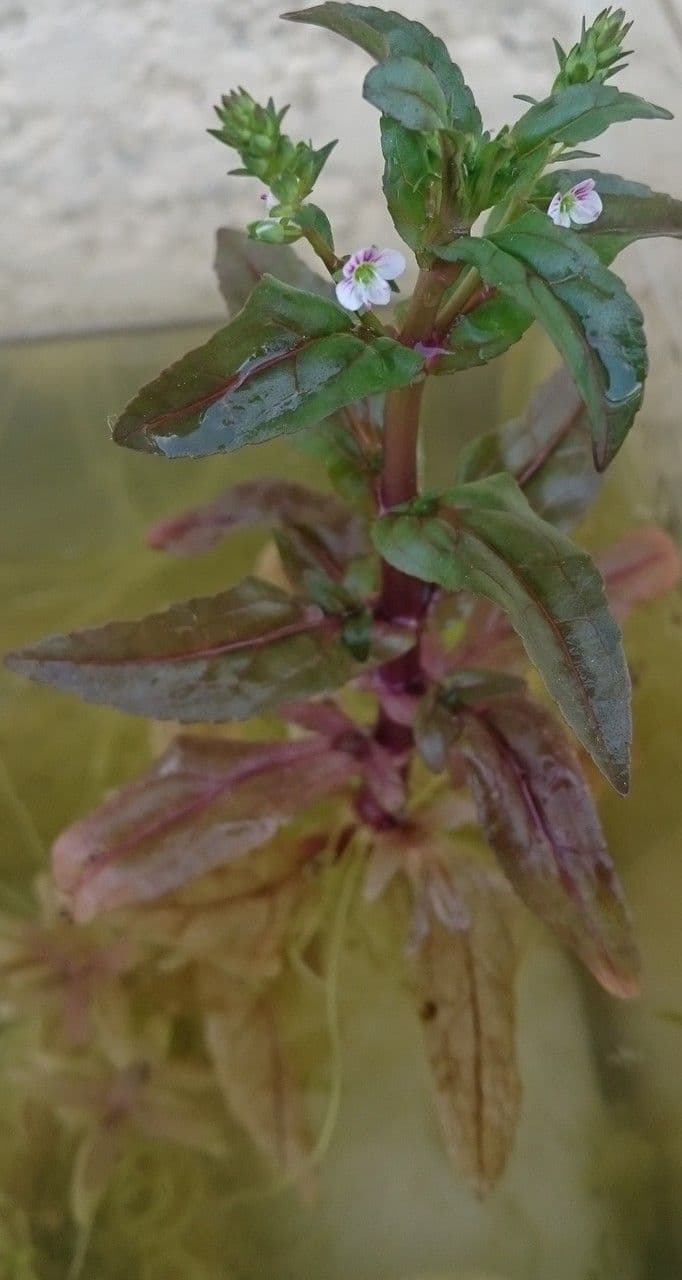 Veronica acquatica 14