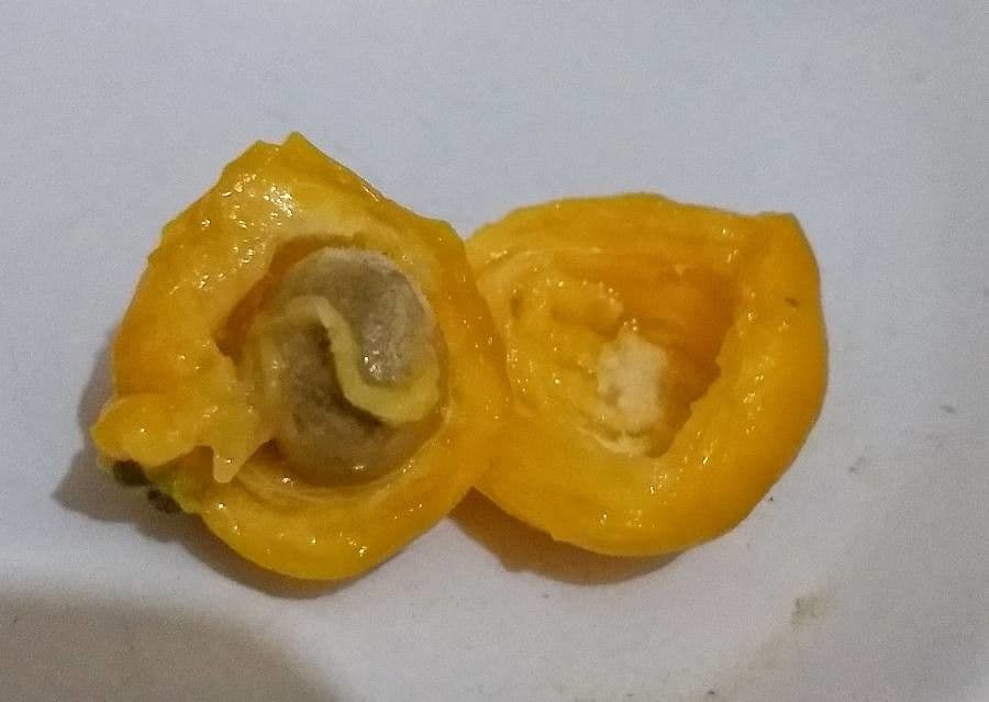 Eugenia 4