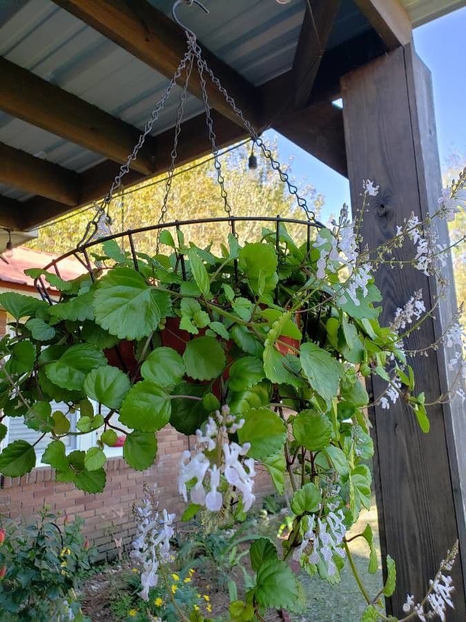 Plectranthus Parviflorus