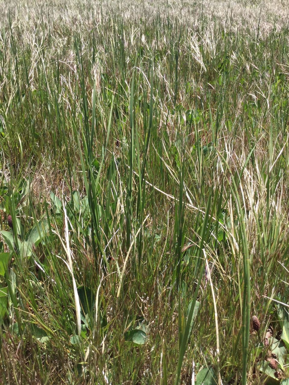 Leymus triticoides 7
