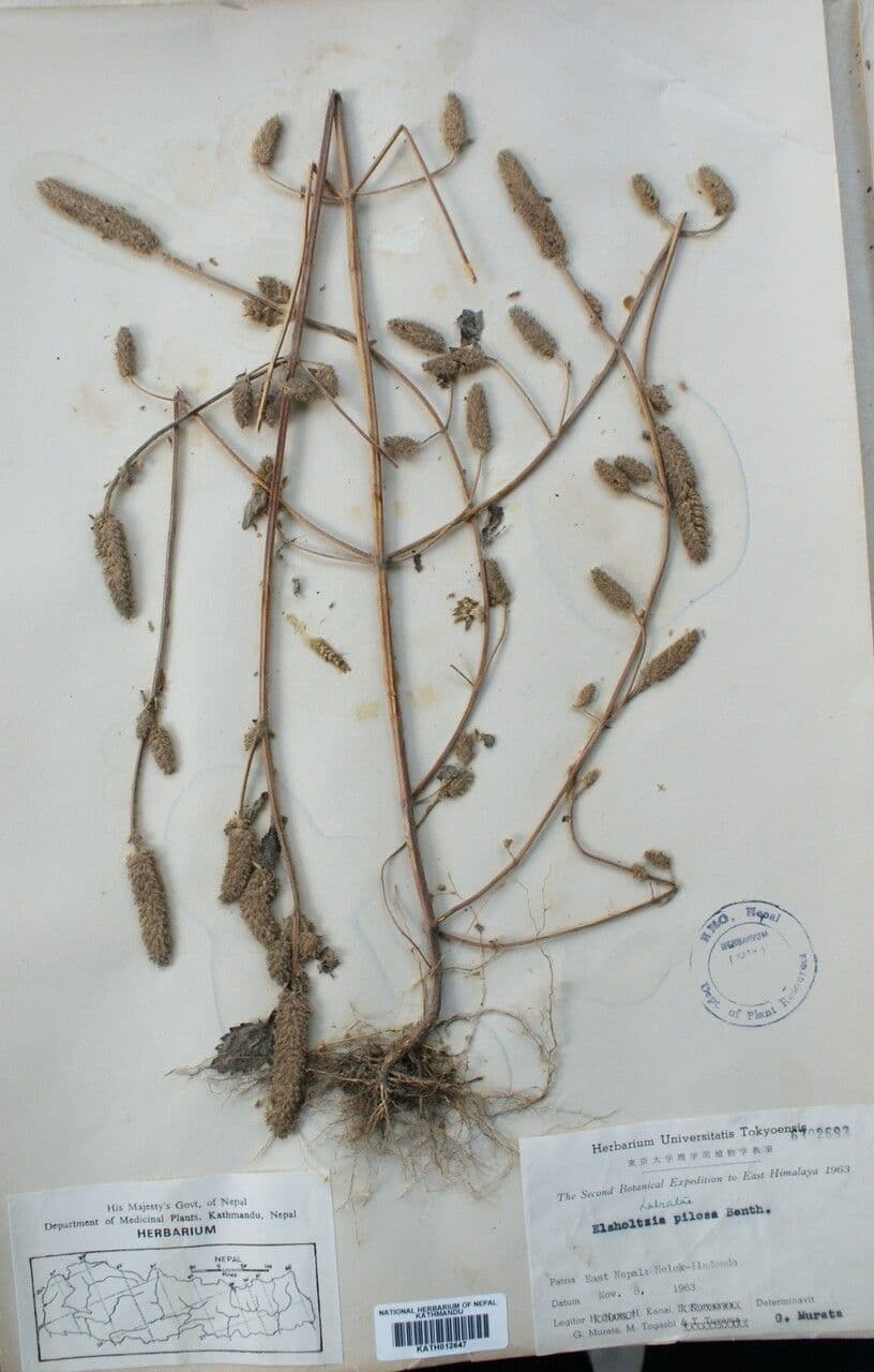 Elsholtzia 3