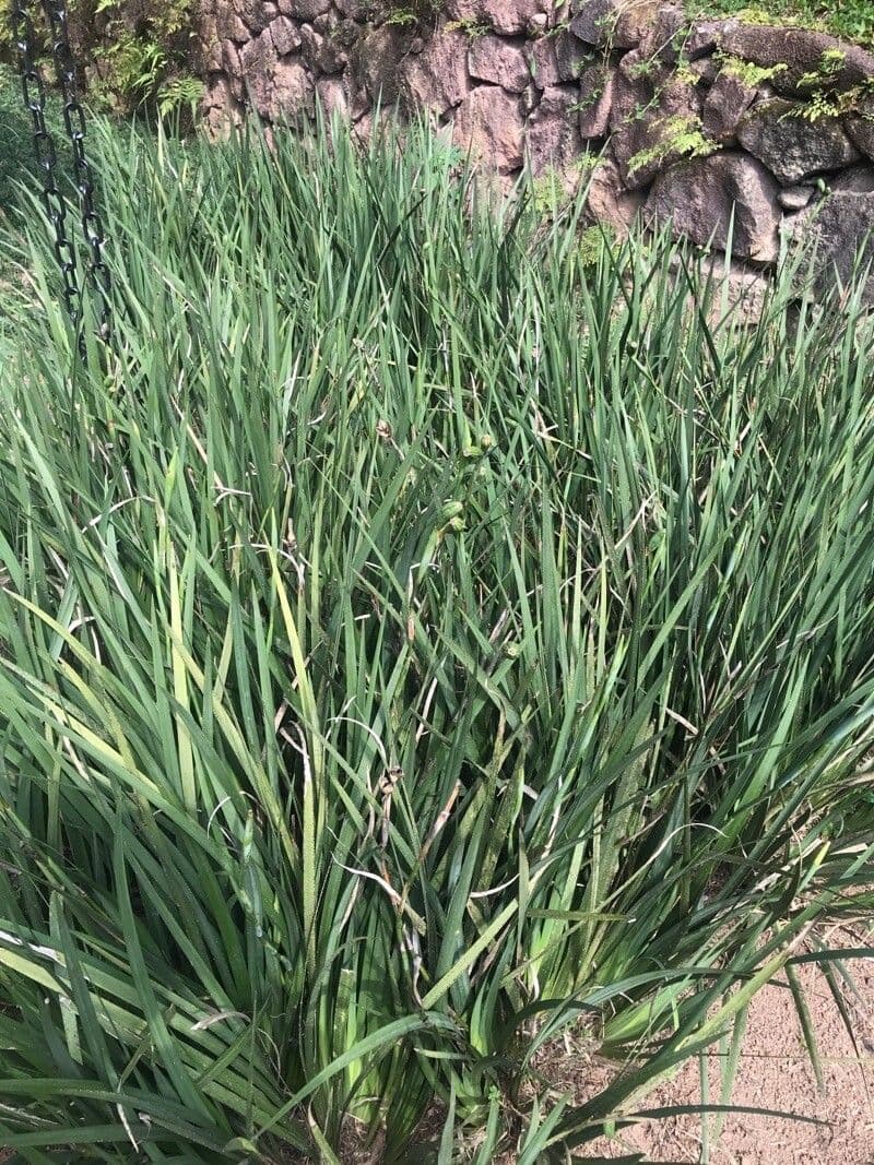 Iris selvatico a fiore grande 15
