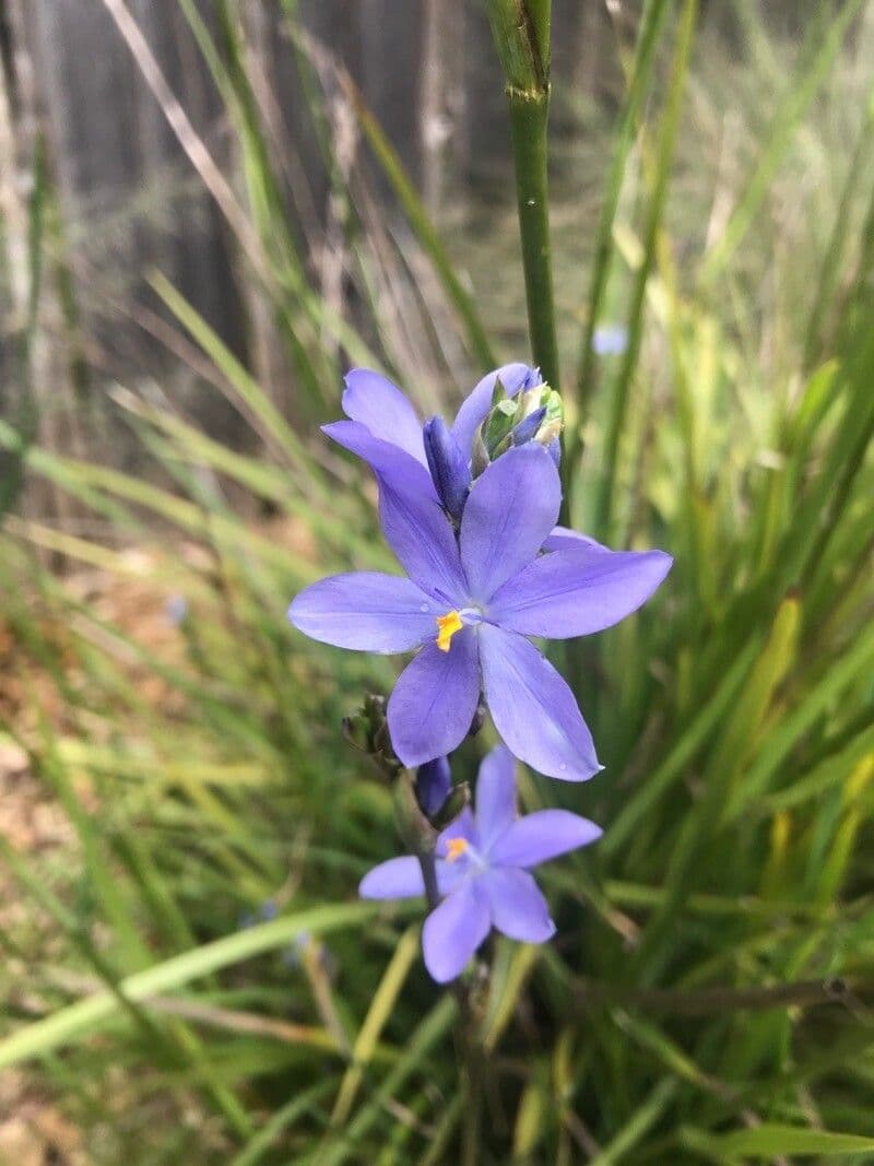Orthrosanthus multiflorus