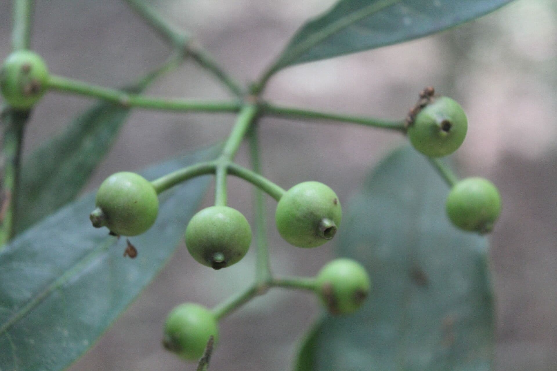 Caffè falso