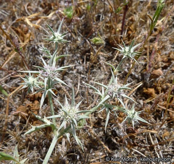 Eryngium 5
