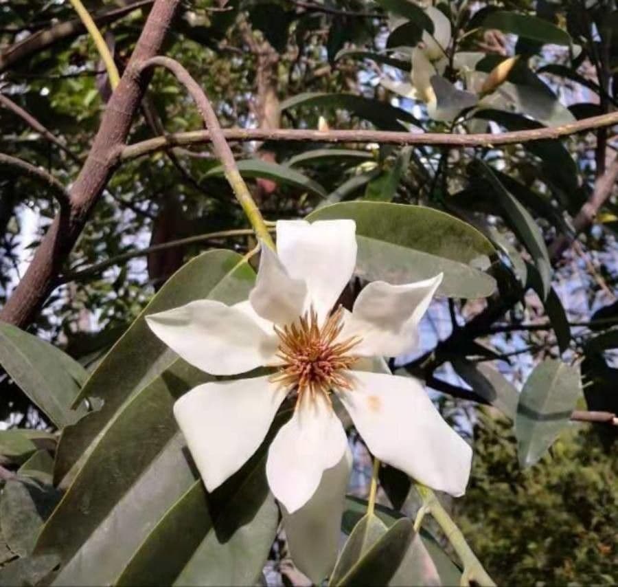 Magnolia 4