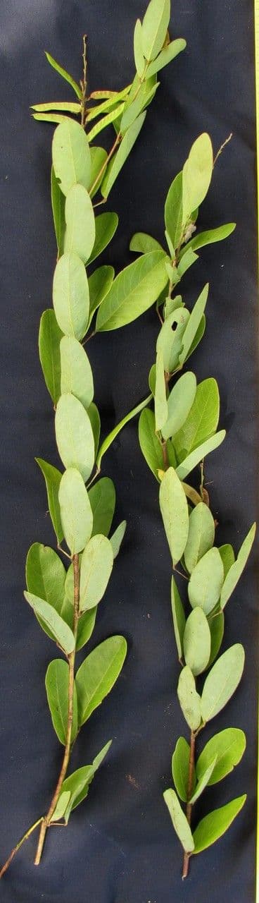 Galactia 8