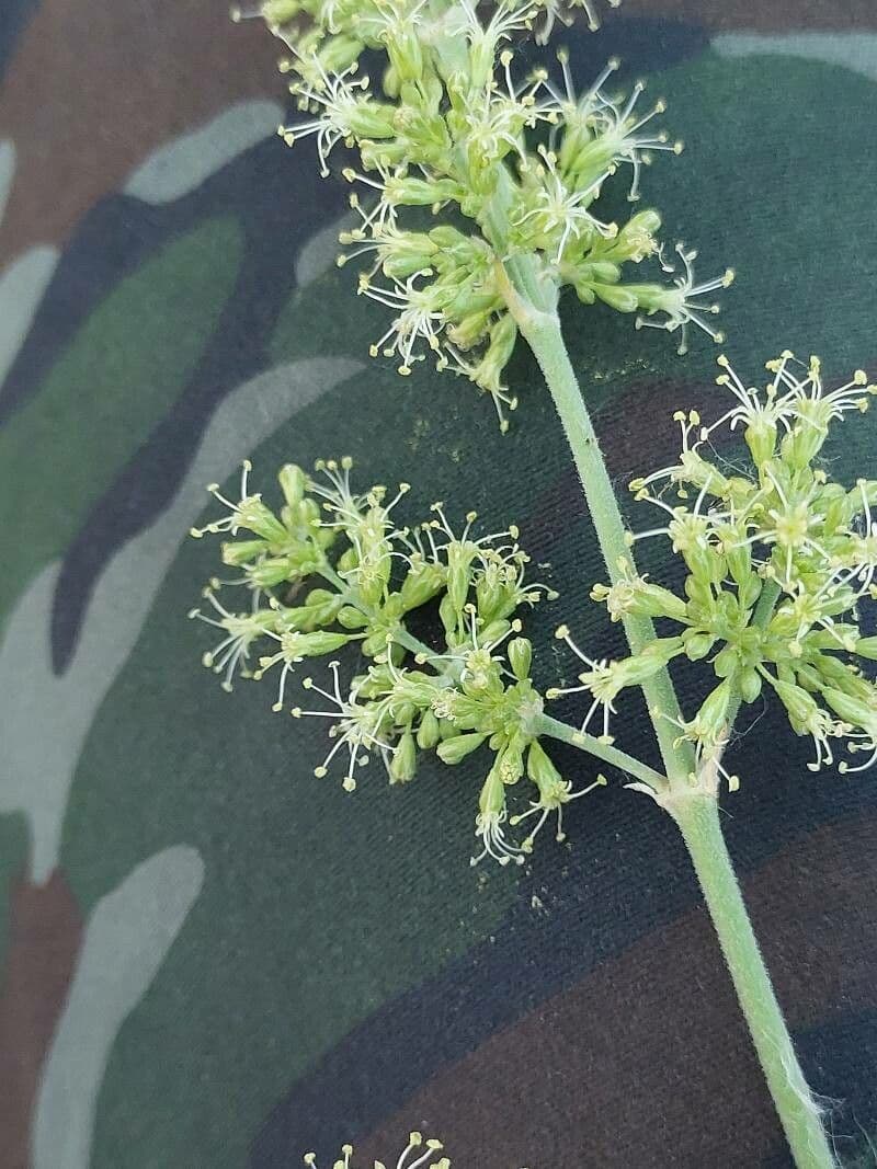 Silene 3