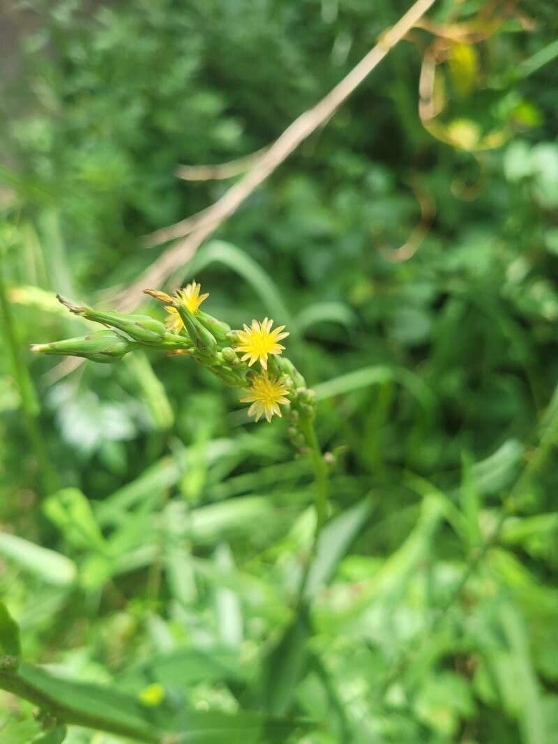 Lactuca 2