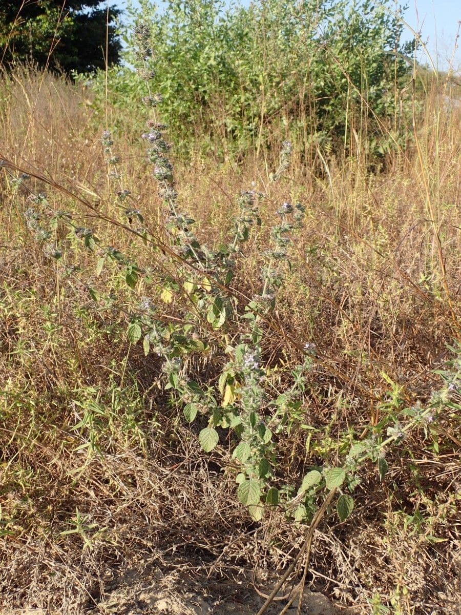 Hyptis 12