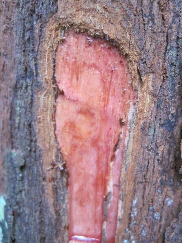 Iryanthera 16