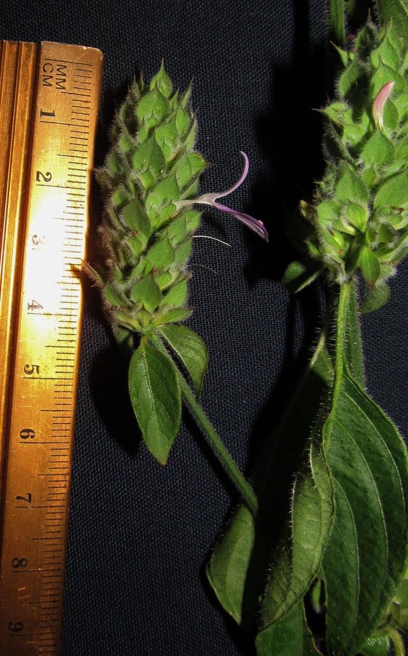 Dicliptera
