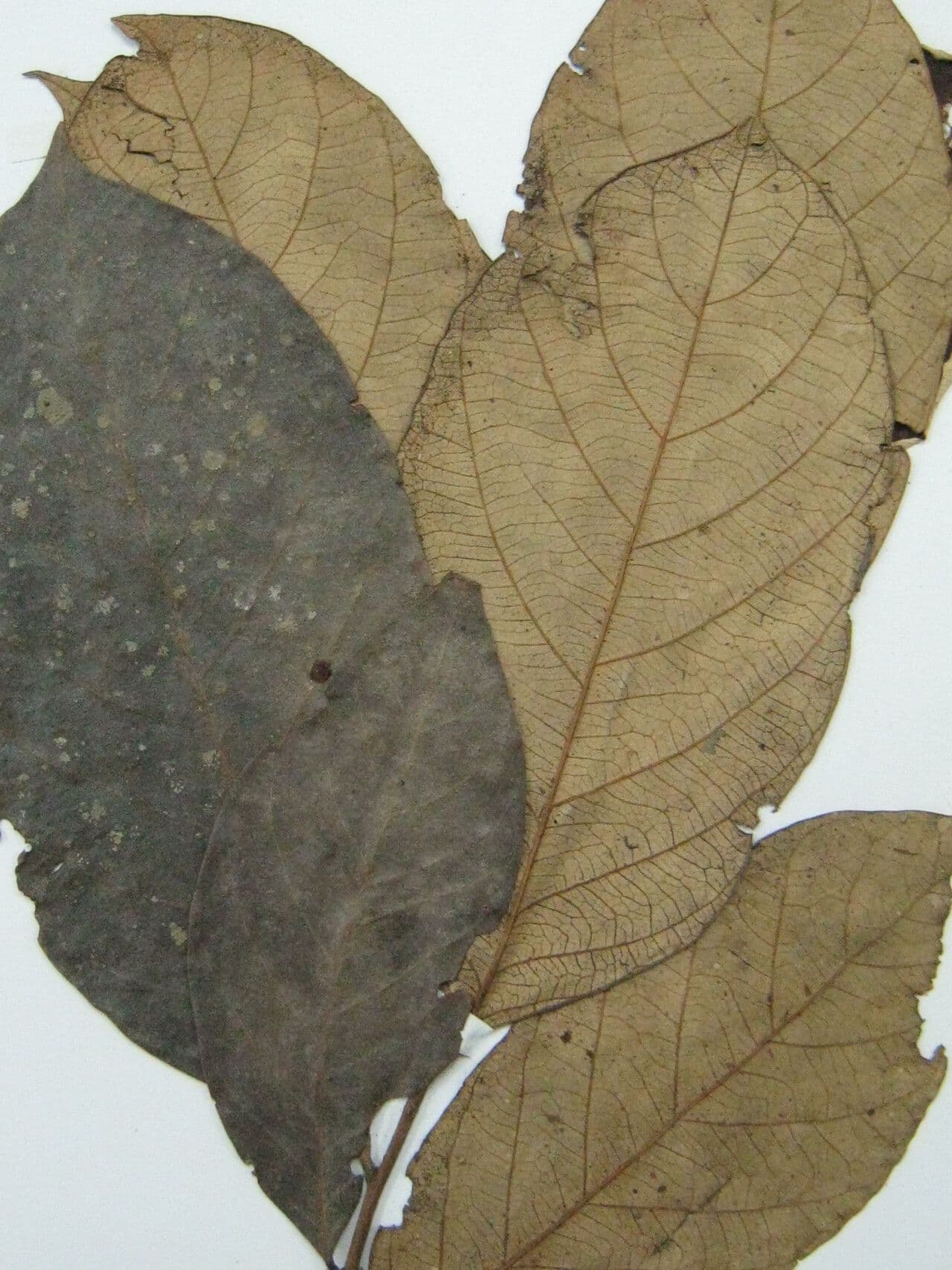 Licania 4