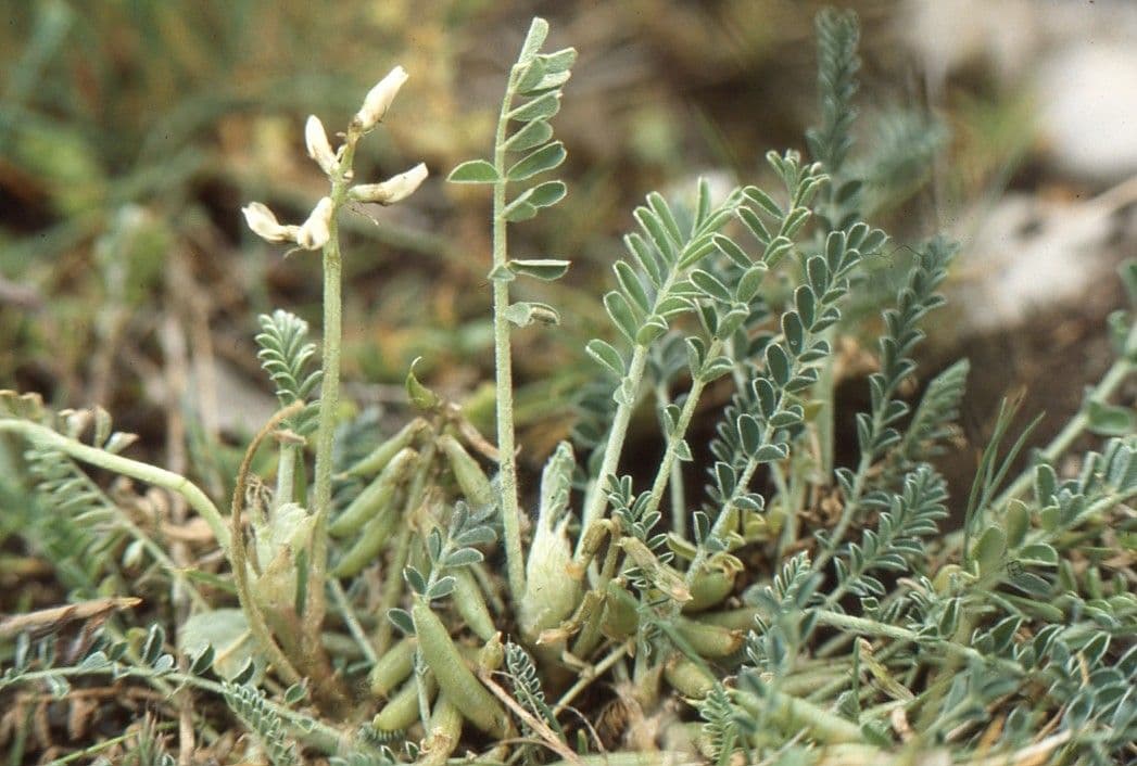 Astragalus depressus 24
