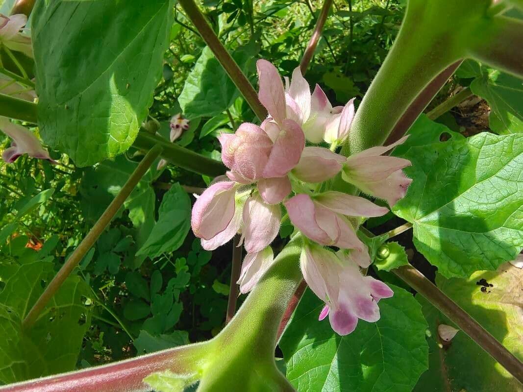 Martynia annua 7