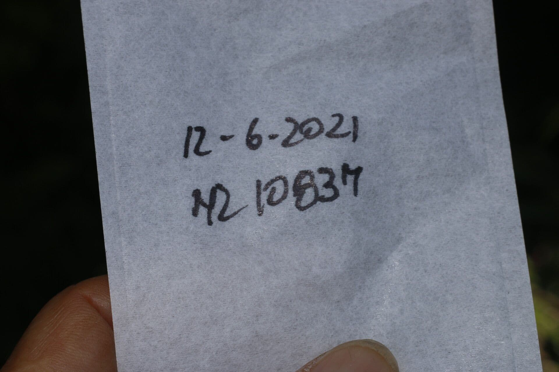 Myrsinie 18