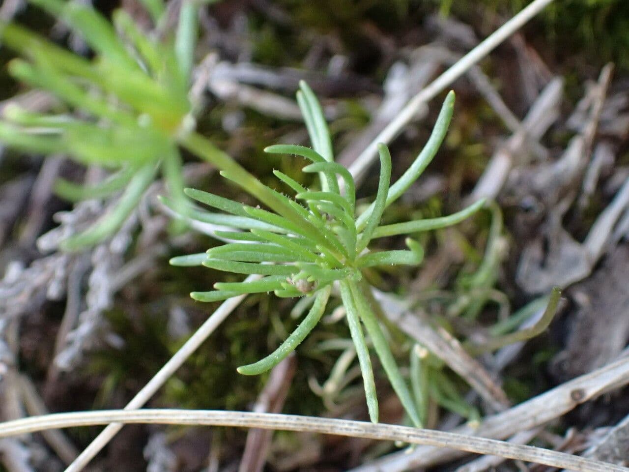 Frühlings-Spark 20